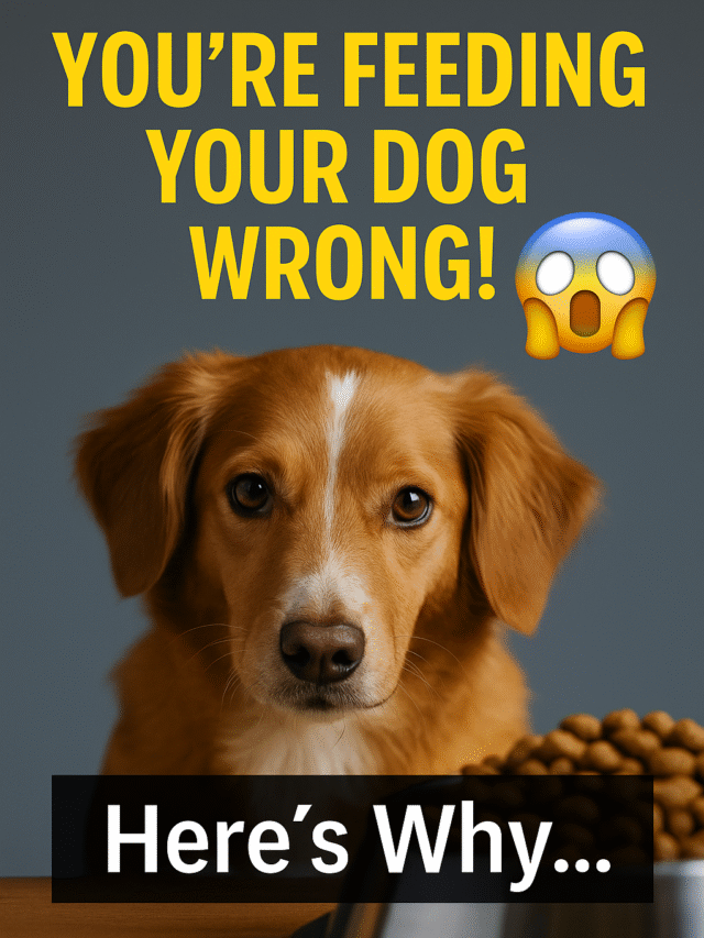 You’re Feeding Your Dog WRONG! 😱 Here’s Why…”